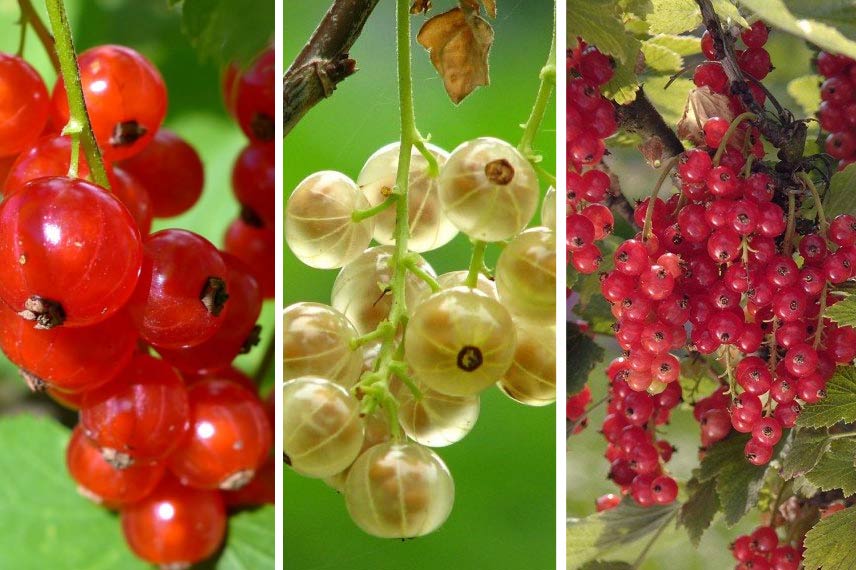 Groseilliers à grappes ‘Jonkheer van Tets’, ‘Versaillaise blanche’ et groseillier raisin ‘Agate Rouge’.