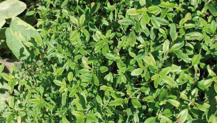 Comment cultiver le thym en pot ?