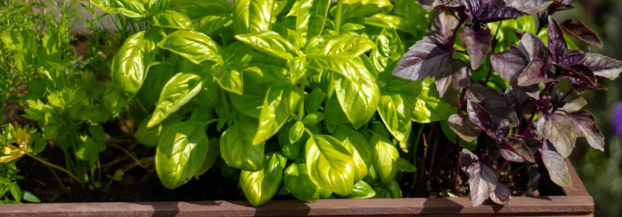 Basilic greffé à petites feuilles - Les arômes du grès