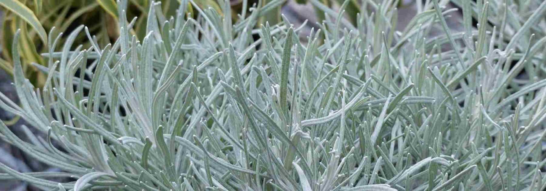 Comment tailler l’Helichrysum ?