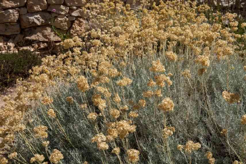 Immortelle d'Italie, fleurs séchées, entretien, entretenir