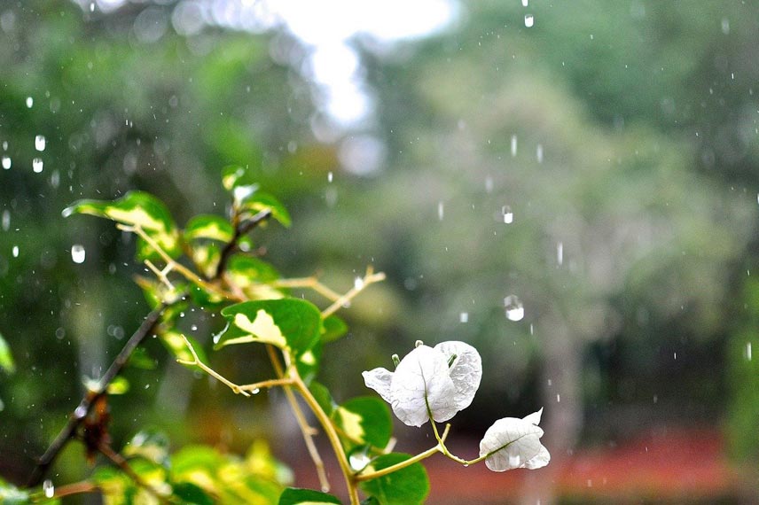 Quand rentrer le pot du bougainvillier en automne ?