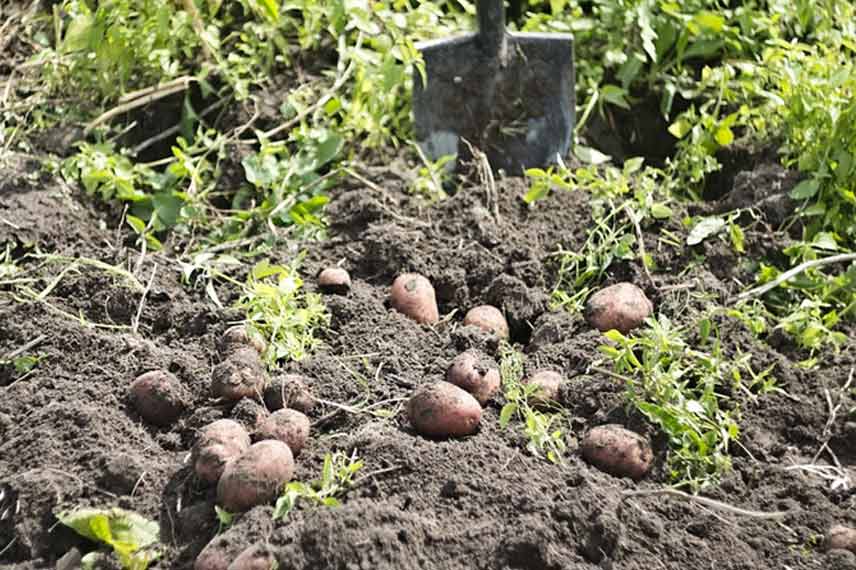 Organiser le potager pour consommer ses propres légumes tout l’hiver