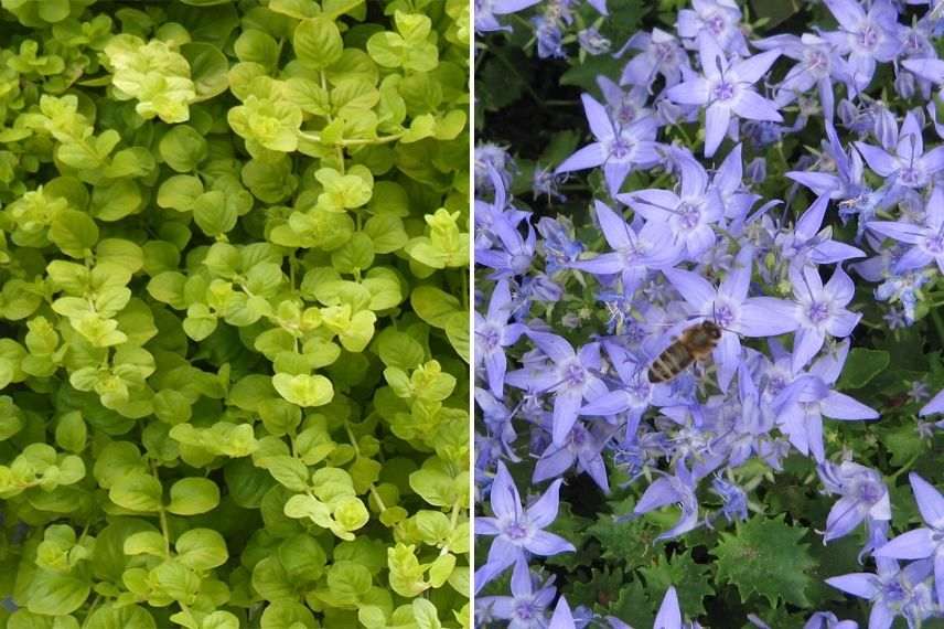 lysimachia, campanula, vivaces d'ombre pour muret