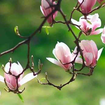 Magnolias : 7 idées d'association