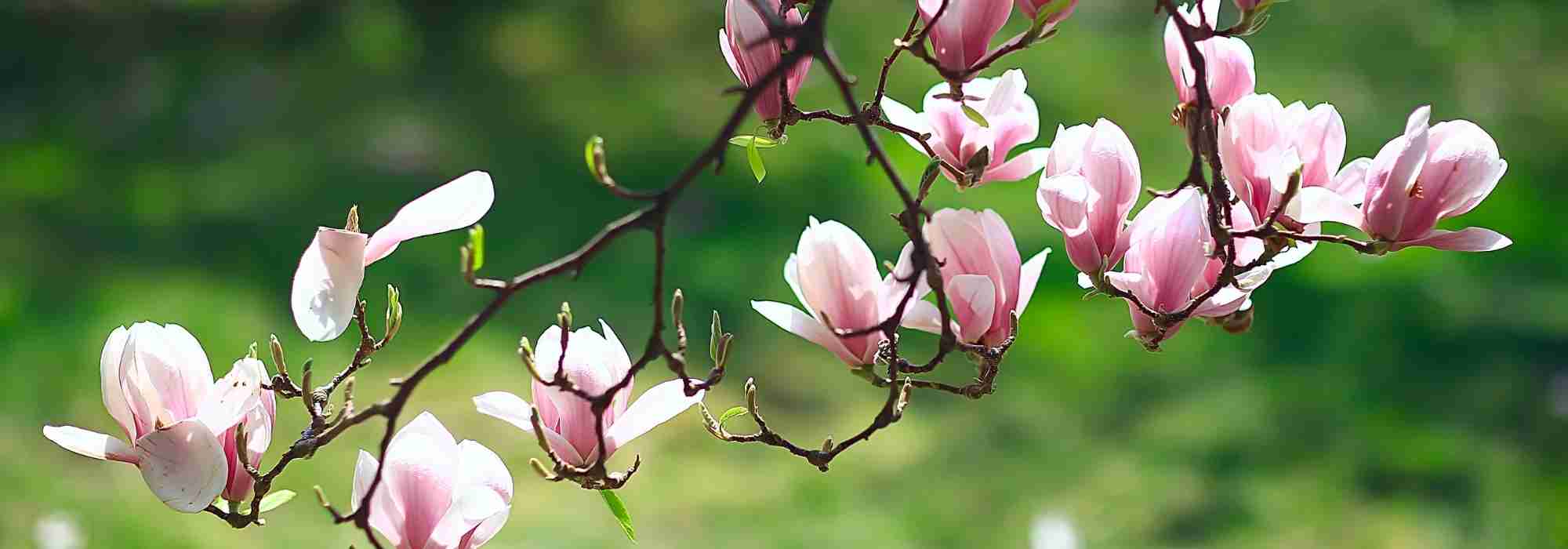 Magnolias : 7 idées d'association