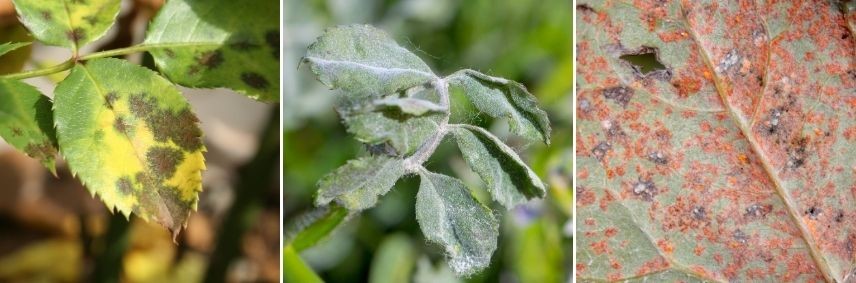 maladies du rosier traitement