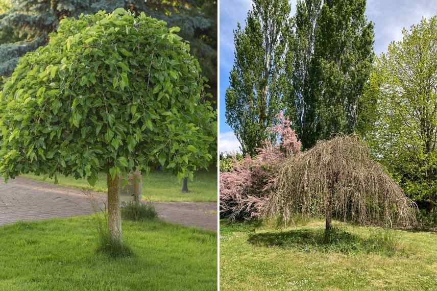 Mûrier pleureur, arbres pleureurs, port pleureur, pendula