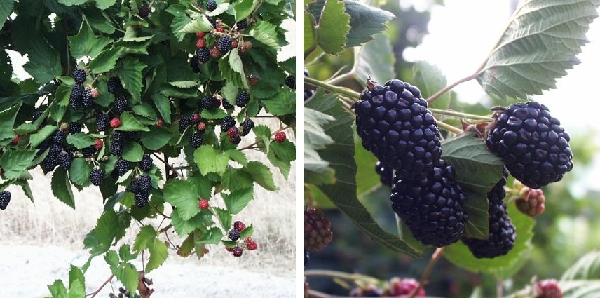 Sans épines, le mûrier ‘Triple Crown’ peut produire jusqu’à 5 kg de gros fruits