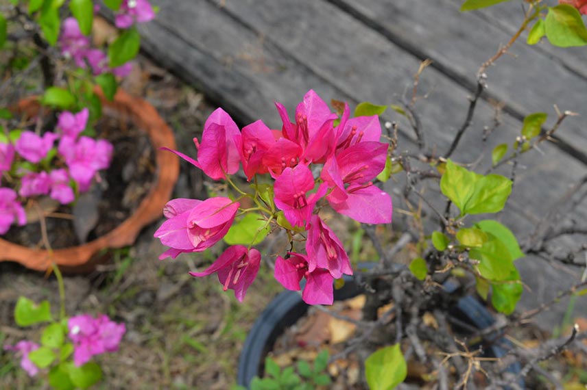 Où placer le pot de bougainvillier à la belle saison ?