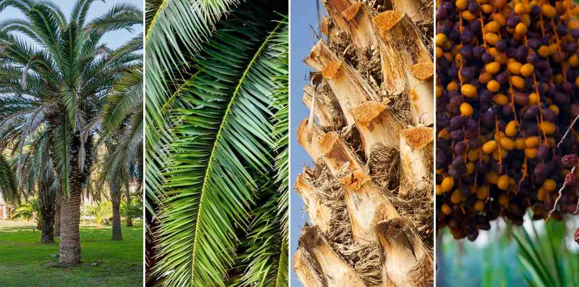 Palmier dattier, Phoenix des canaries, feuilles, dattes
