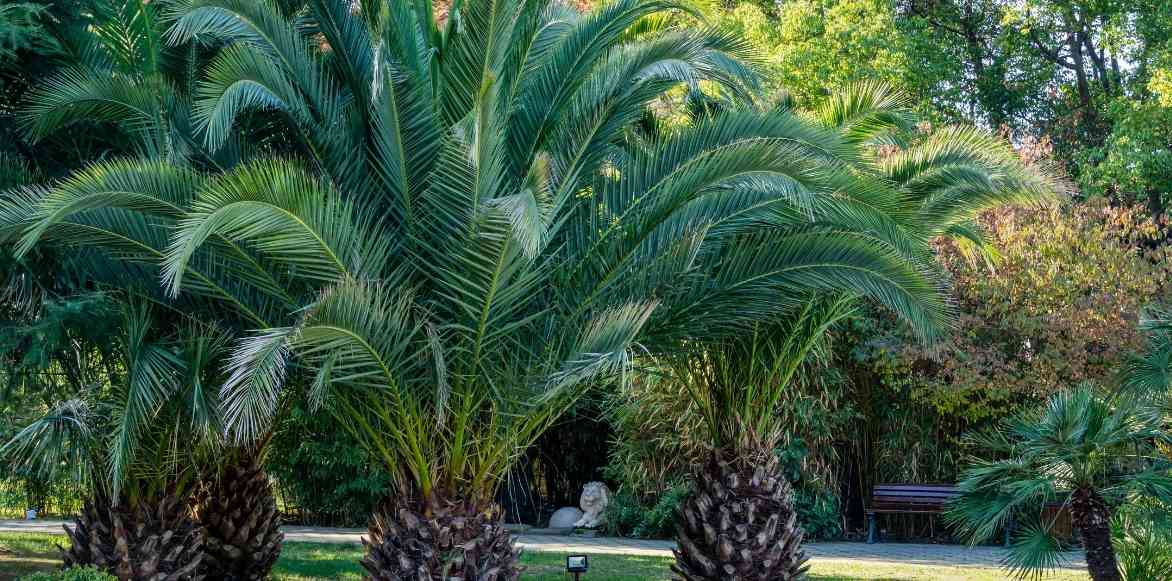 Phoenix canariensis, Phoenix palmier dattier des canaries