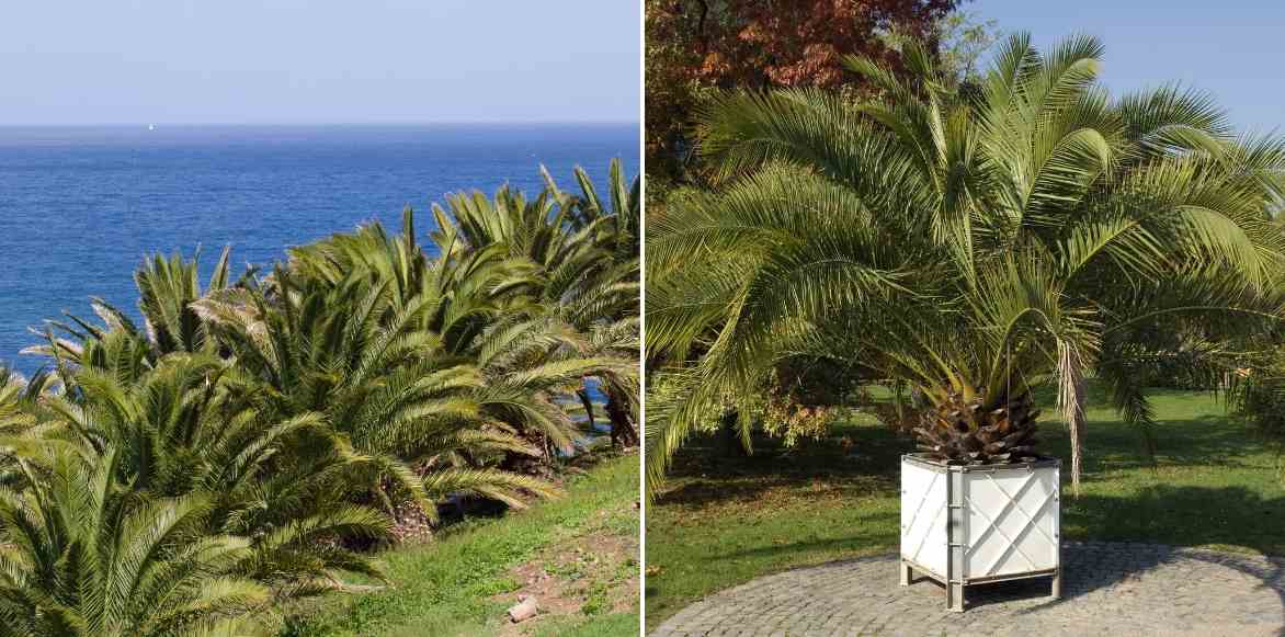 Palmier dattier, Phoenix des canaries, feuilles, dattes