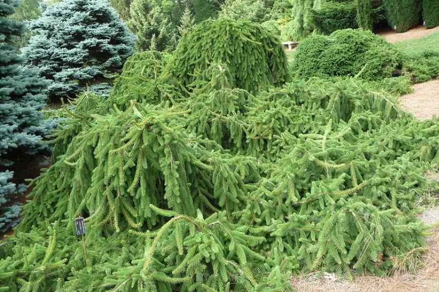 arbres pleureurs, port pleureur, pendula