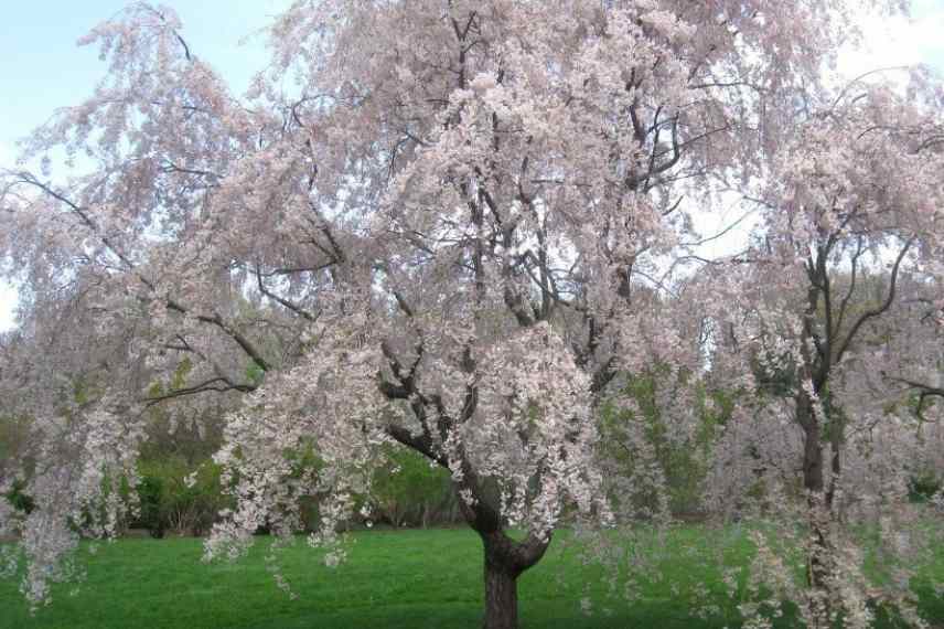 Prunus pleureur, arbres pleureurs, port pleureur, pendula