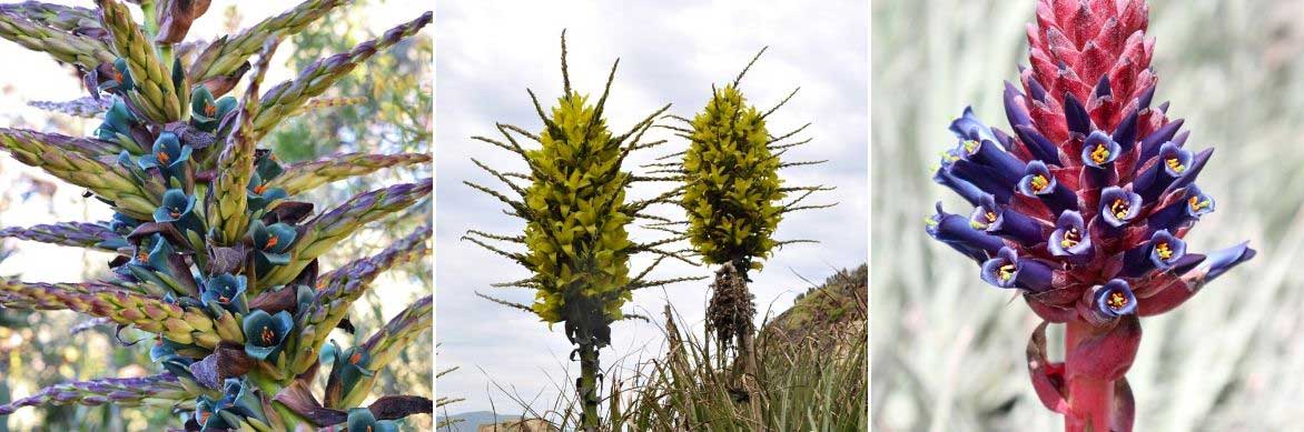 Les Puyas portent de grandes hampes florales, très imposantes