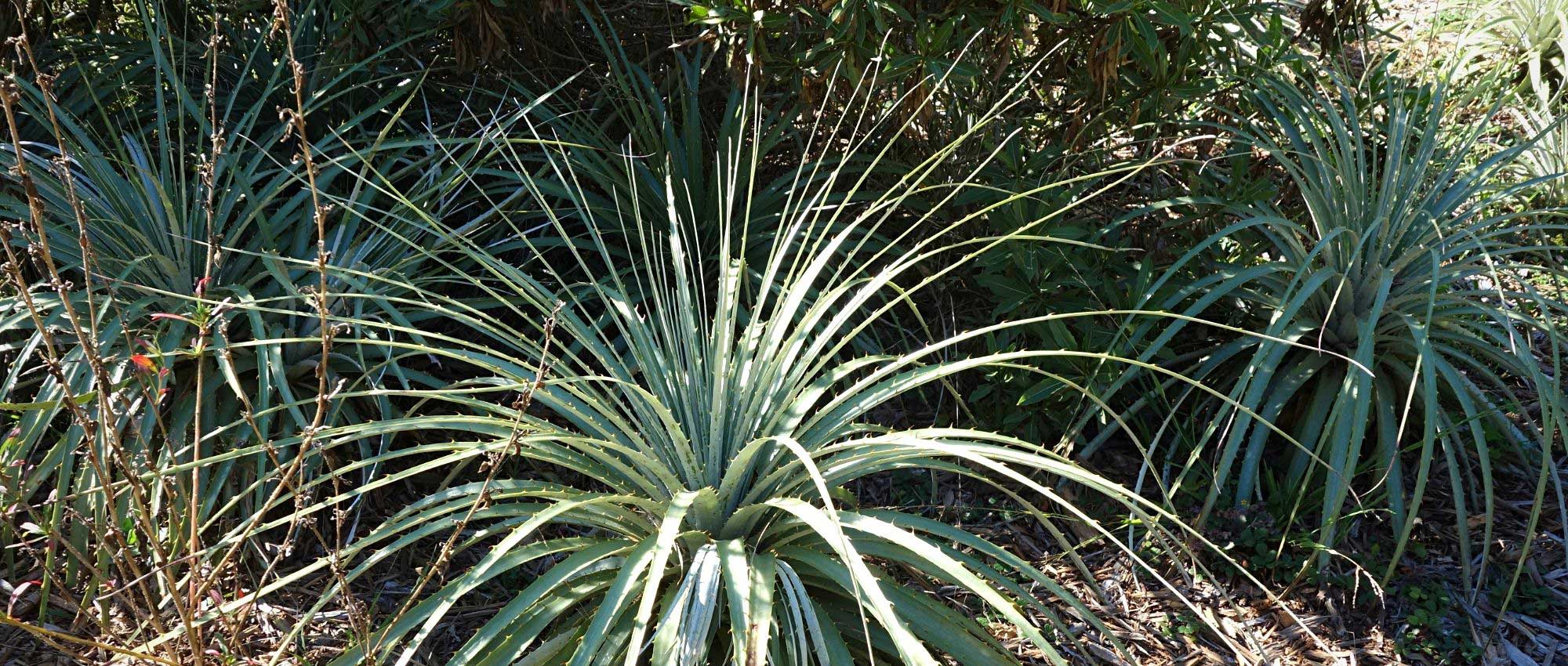 Puya : planter, cultiver et entretenir