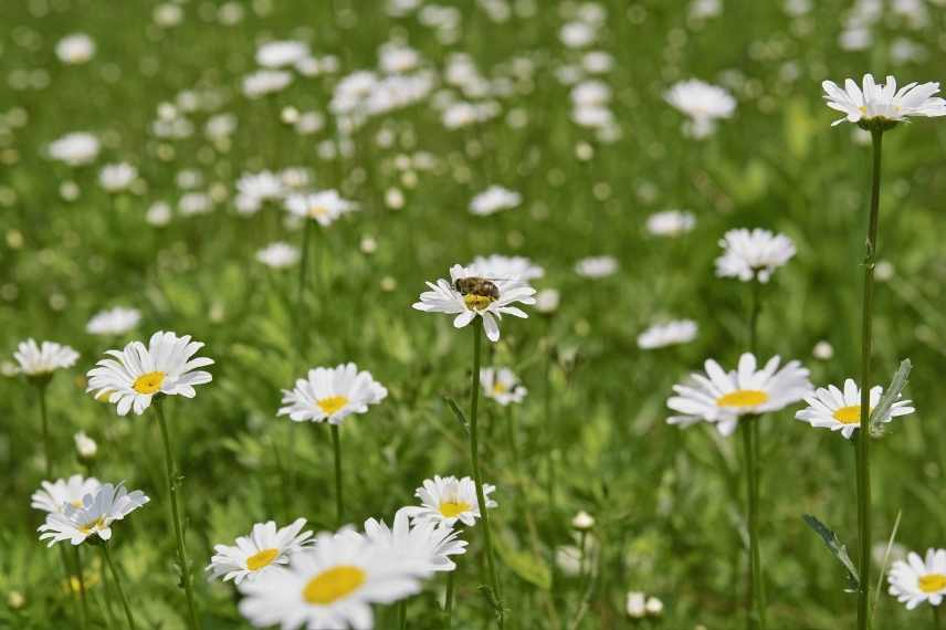 Utiliser le pyrethre au jardin