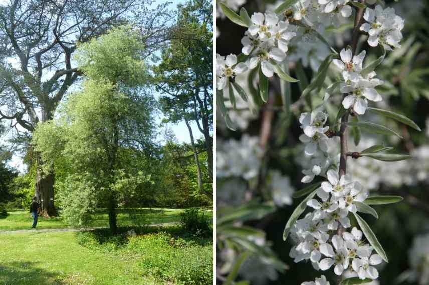 arbres pleureurs, port pleureur, pendula