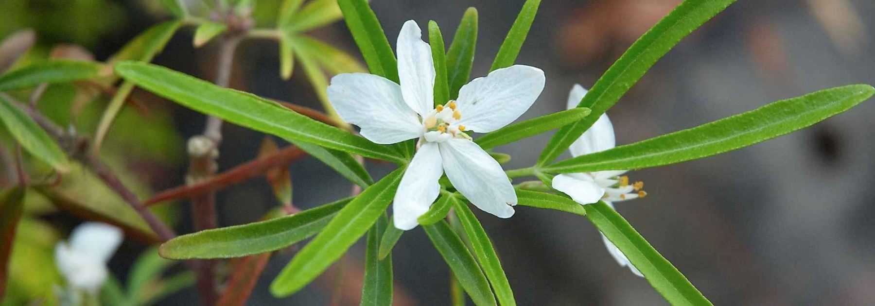 Que peut-on planter sur une terrasse exposée Est ?