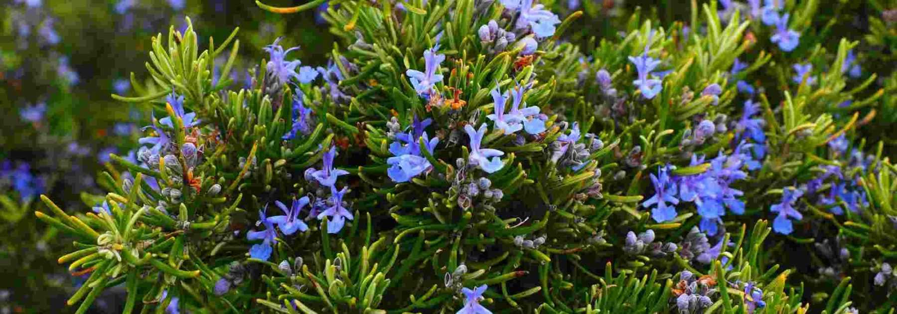 Que peut-on planter sur une terrasse exposée sud ?