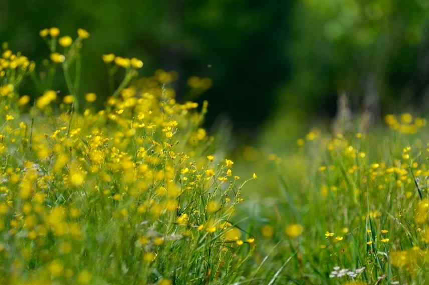 renoncule rampante, ranunculus repens, bouton d or