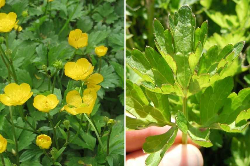 renoncule rampante, ranunculus repens, bouton d or