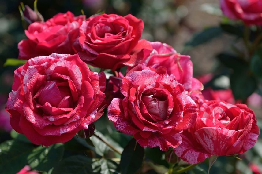 plus beau rosier delbard à grande fleur, rosier buisson à fleur double