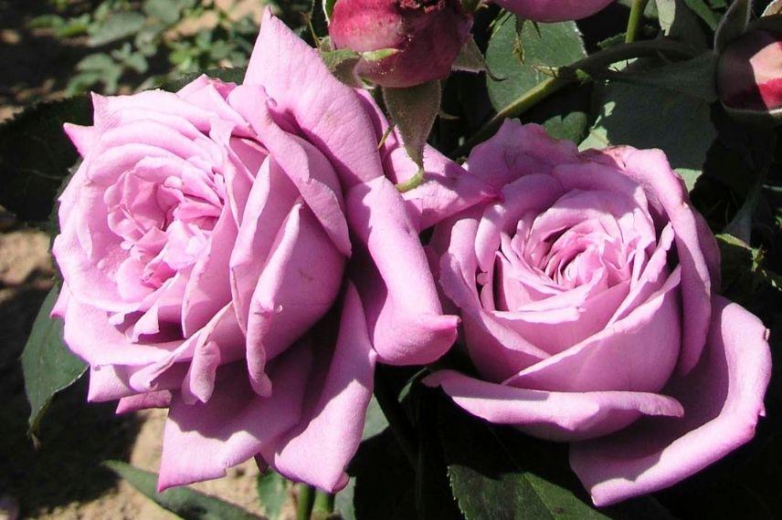 plus beau rosier buisson delbard à fleur double