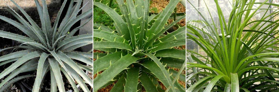 Les feuilles épineuses, en rosettes, des Puyas