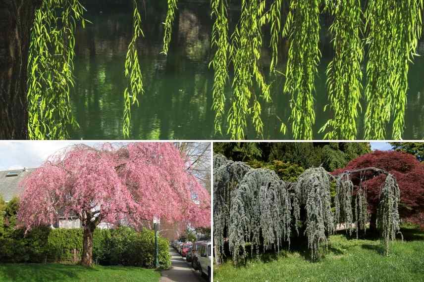 arbres pleureurs, port pleureur, pendula