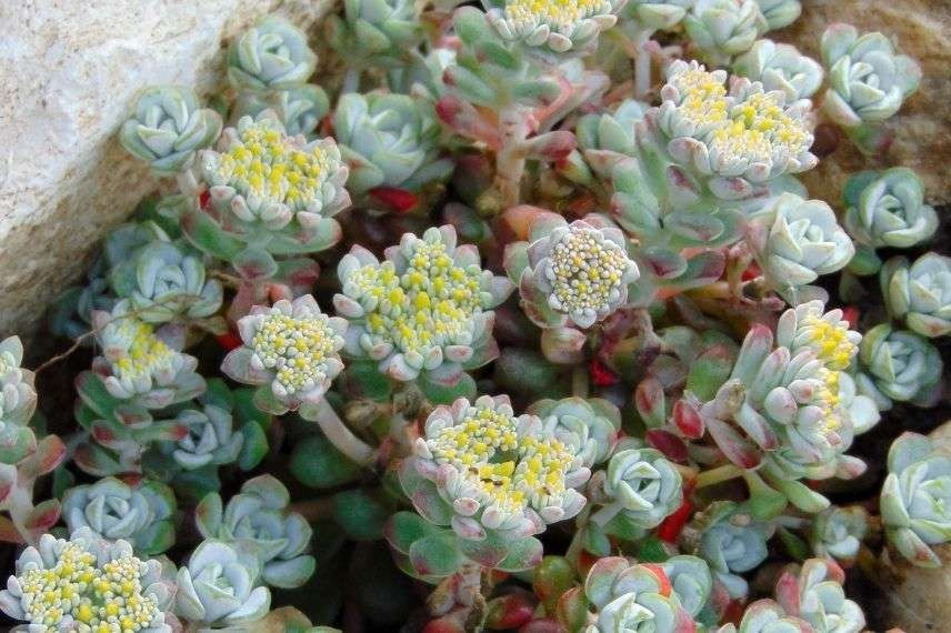 orpin de printemps, plante succulente pour muret ensoleillé