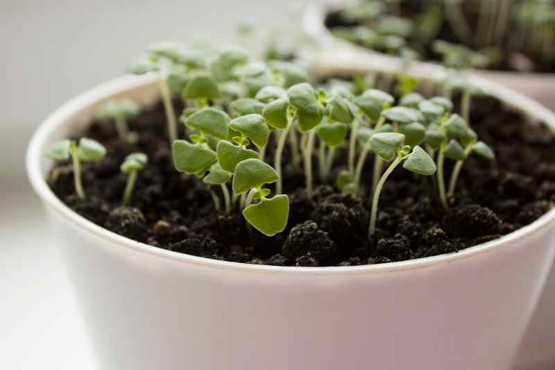 Graines de basilic intérieur / extérieur en pot ou en pleine terre