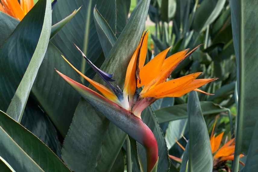 Strelitzia oiseau de paradis pot terrasse balcon