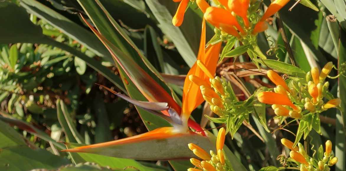 Strelitzia, oiseau de paradis, plante exotique