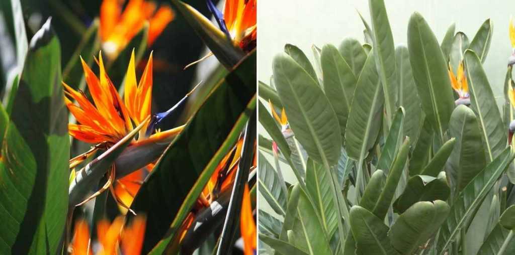 Le Strelitzia, Oiseau de Paradis plantation, entretien Promesse de Fleurs