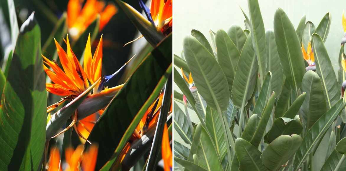 Strelitzia, oiseau de paradis, plante exotique