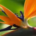 Le Strelitzia, Oiseau de Paradis : plantation, entretien