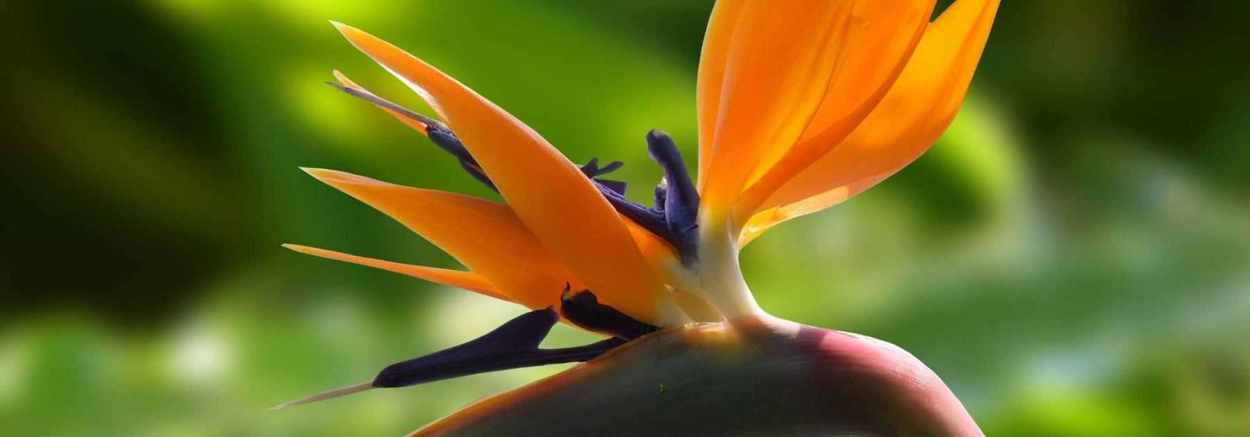 Le Strelitzia, Oiseau de Paradis : plantation, entretien