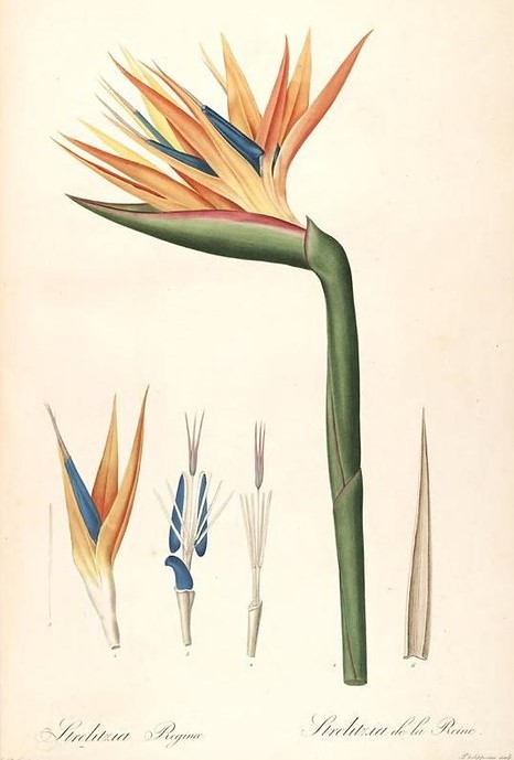 Le Strelitzia, Oiseau de Paradis : plantation, entretien - Promesse de  Fleurs