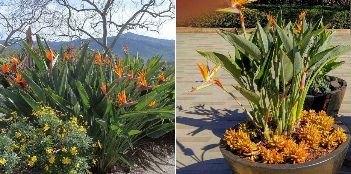 Strelitzia, oiseau de paradis, plante exotique