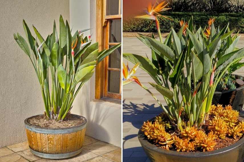 Strelitzia oiseau de paradis pot terrasse balcon