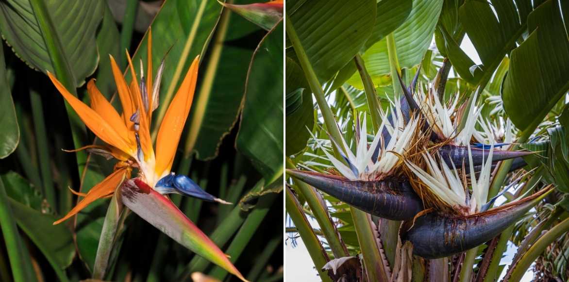 Strelitzia, oiseau de paradis, plante exotique