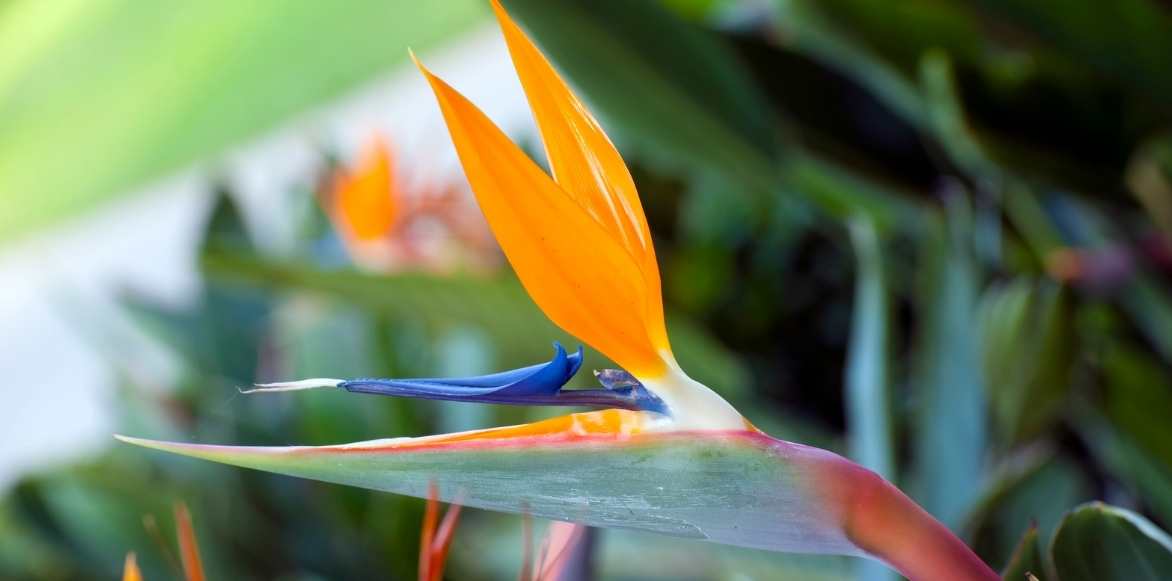 Strelitzia, oiseau de paradis, plante exotique