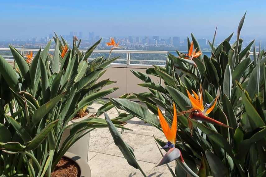 Strelitzia oiseau de paradis pot terrasse balcon