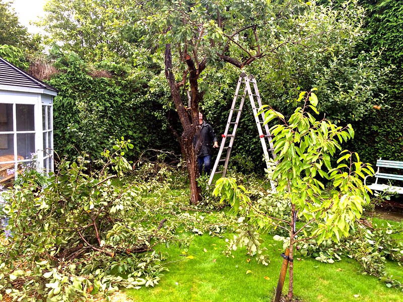 elagage arbre, élaguer arbre, taille arbre