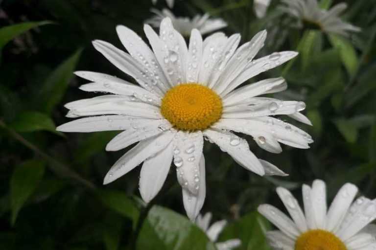 Utiliser le pyrèthre au jardin Conseils Promesse de Fleurs — free download