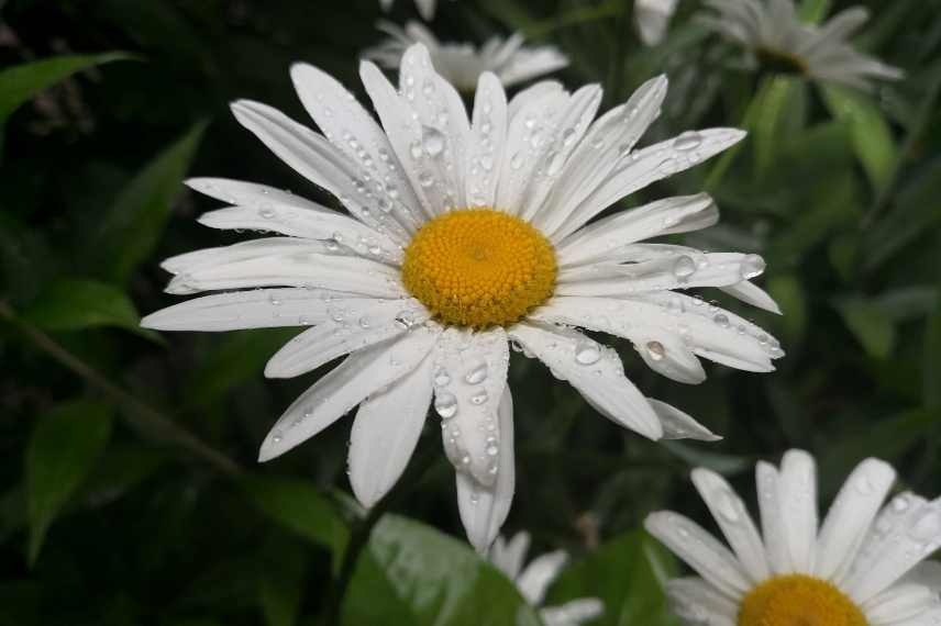 Utiliser le pyrethre au jardin