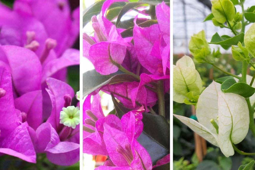 Variétés Violet de Mèze, Sanderiana et Spectabilis Blanc