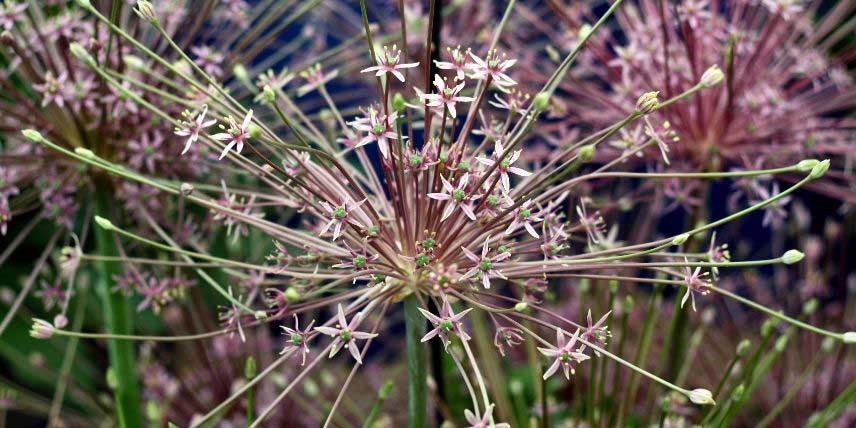 La floraison de l'Ail d'ornement Allium schubertii